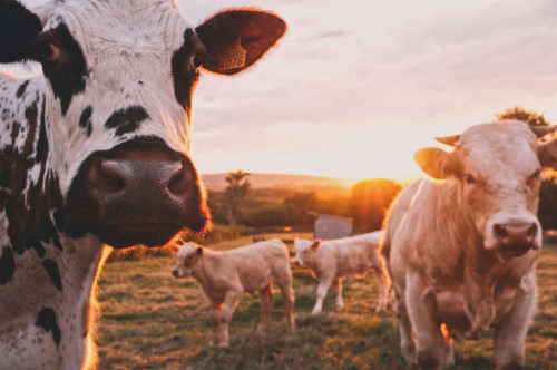farm-livestock-insurance.jpg